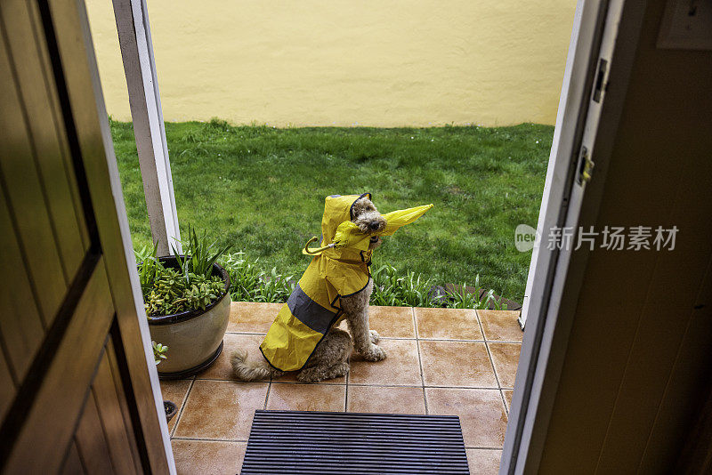 雨天金毛犬散步