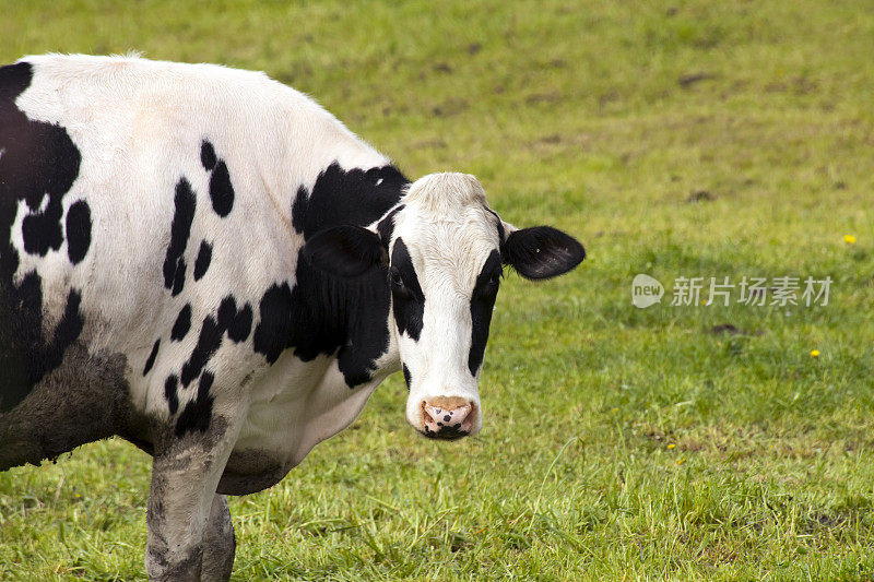 美丽的荷斯坦奶牛特写