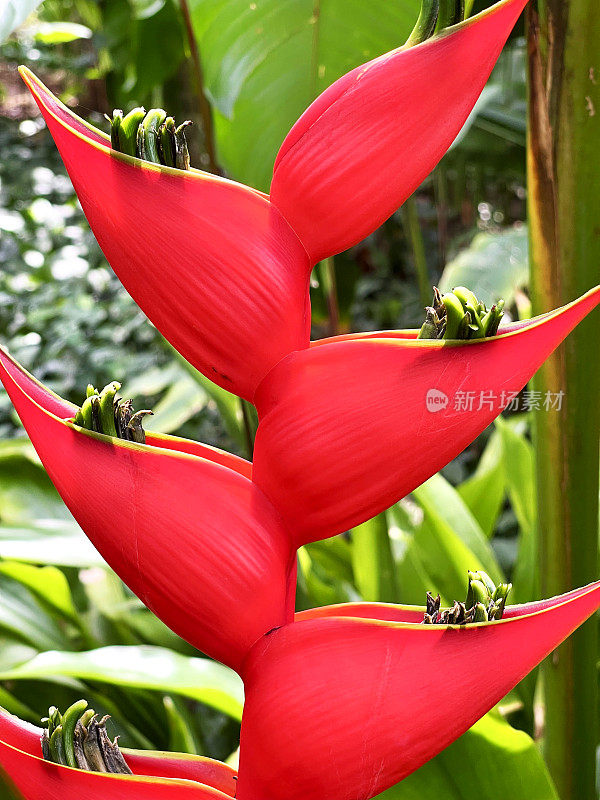 夏威夷热带地区的亮红色龙虾爪植物