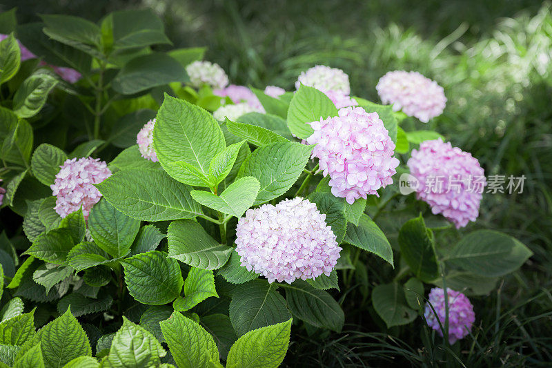 绣球花