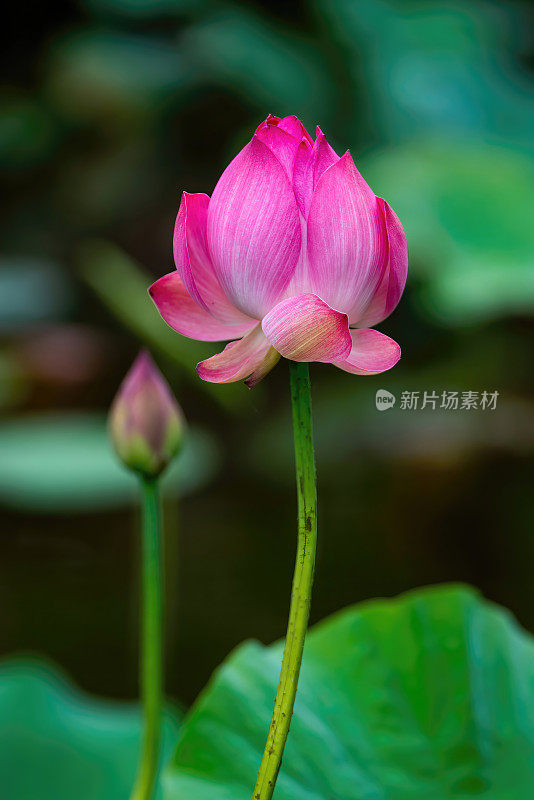 池塘里五颜六色的荷花和荷叶