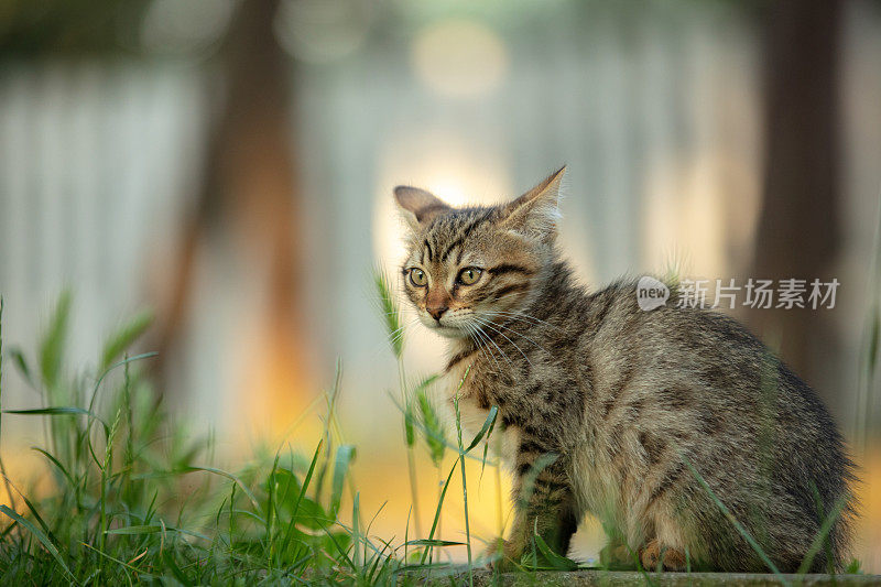 超级可爱的虎斑猫。