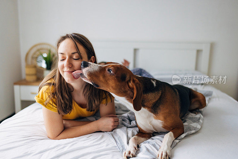 一只可爱的猎犬在卧室的床上亲吻它的主人