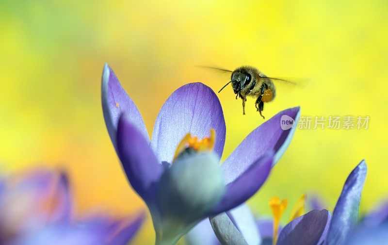 蜜蜂接近番红花