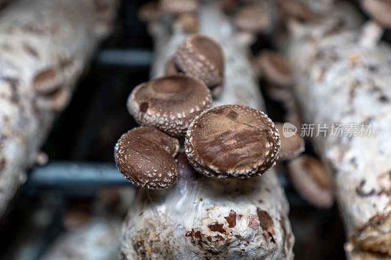 蘑菇在食用蘑菇培养基上生长的特写镜头