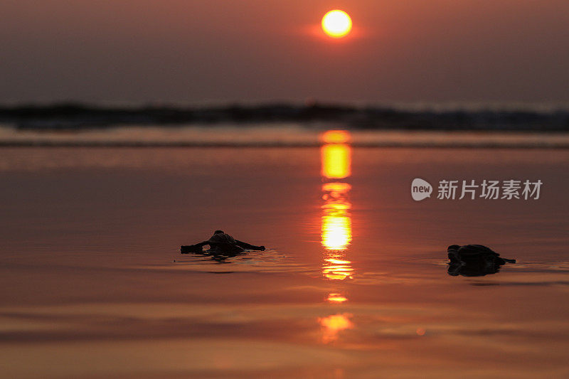 一只小乌龟爬回了亚齐岛的大海