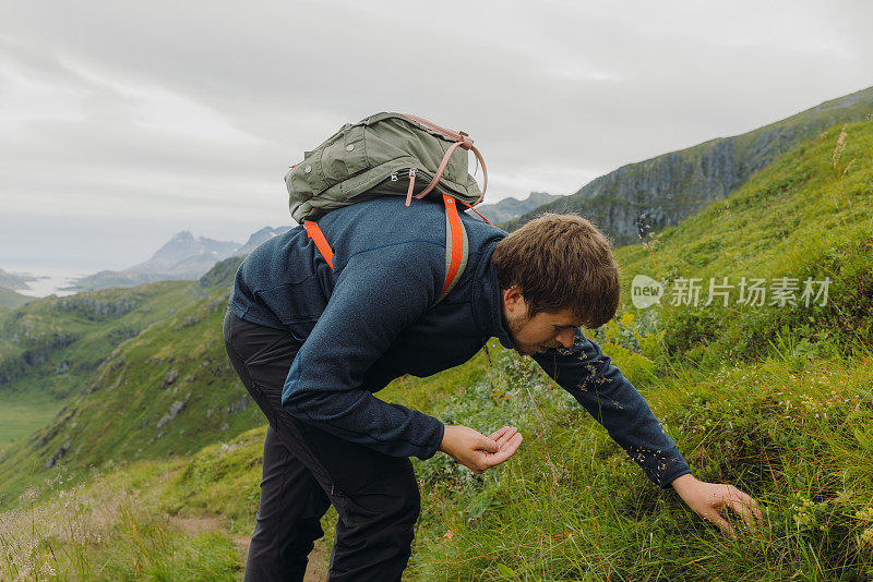 男子在罗浮敦群岛徒步旅行时捡起蓝莓