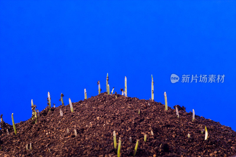 新鲜的新绿色的小麦草生长在土壤上的深色土与蓝色背景。