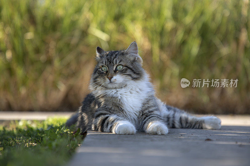 一只猫躺在春天的绿草前