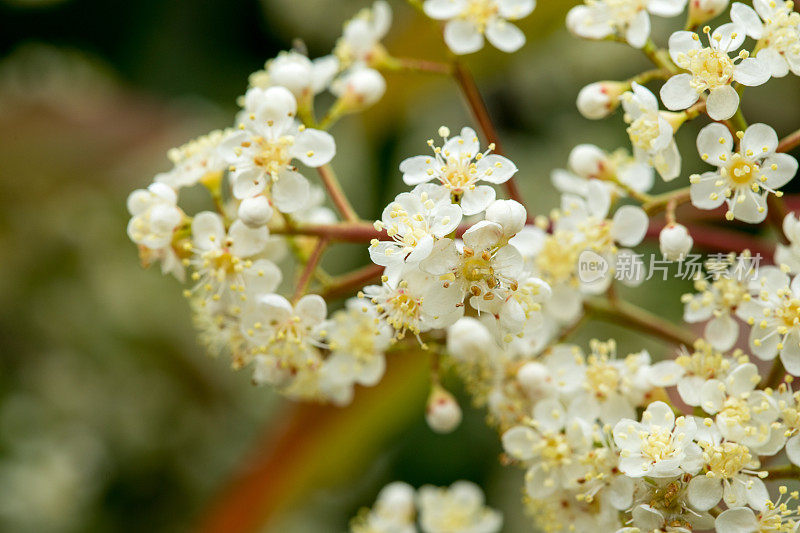 美丽的微距镜头光石楠小白花