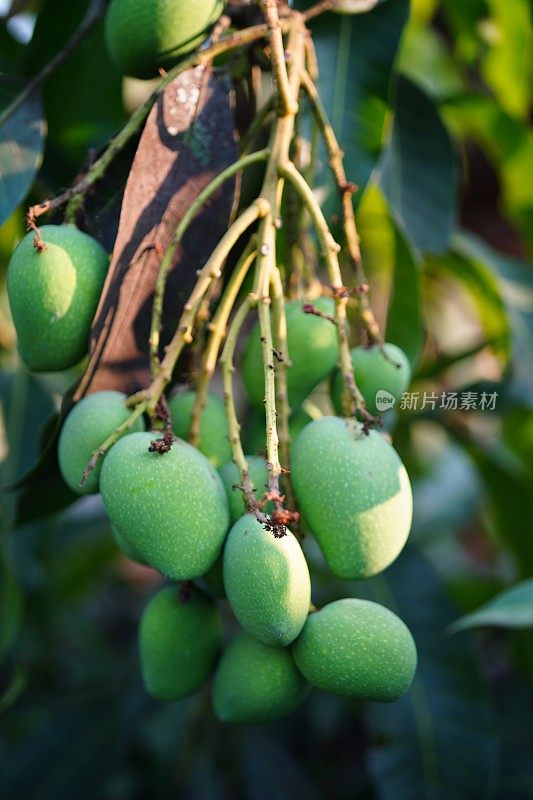 小芒果果实在树上