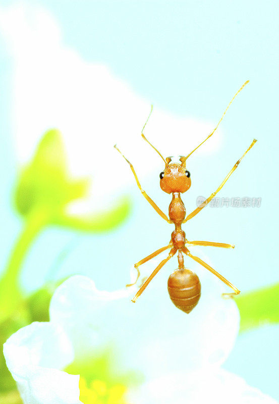 蚂蚁双手举花——动物行为。