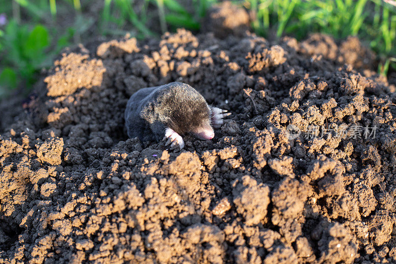 夏天的一天，鼹鼠从菜园的虫洞里爬了出来。灭鼠