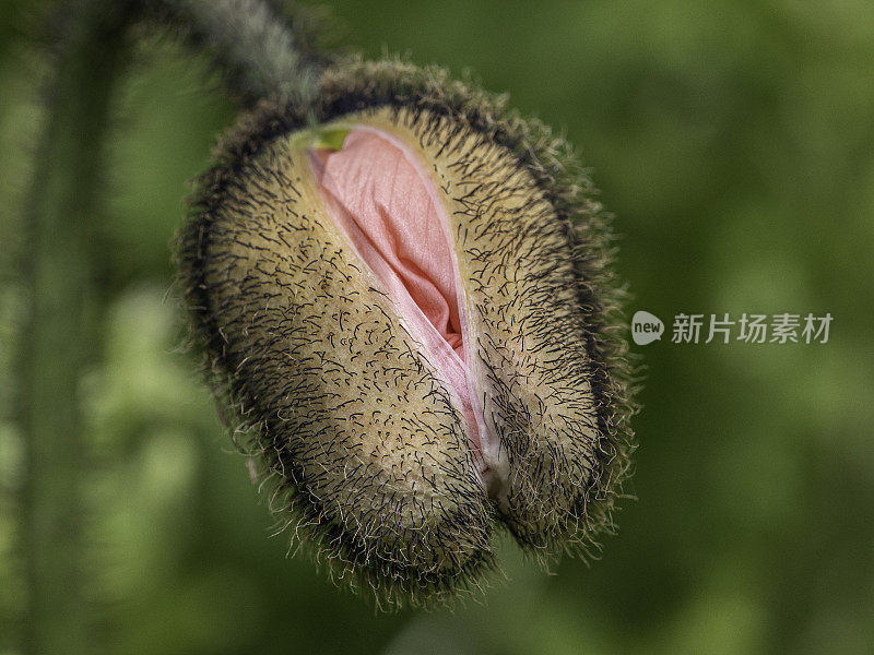 花朵从蓓蕾中萌发的特写