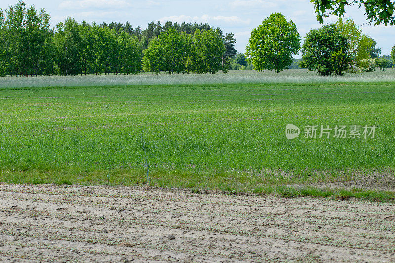 乡村景观，草地和树木在开阔的空间，波兰乡村