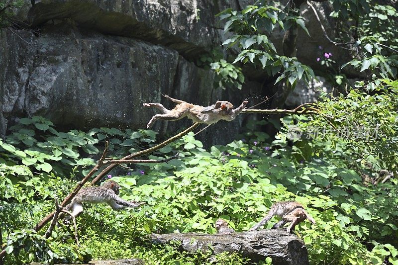 小猴子在玩耍