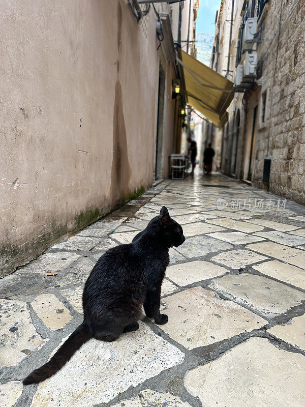 在杜布罗夫尼克老城区休息的黑猫