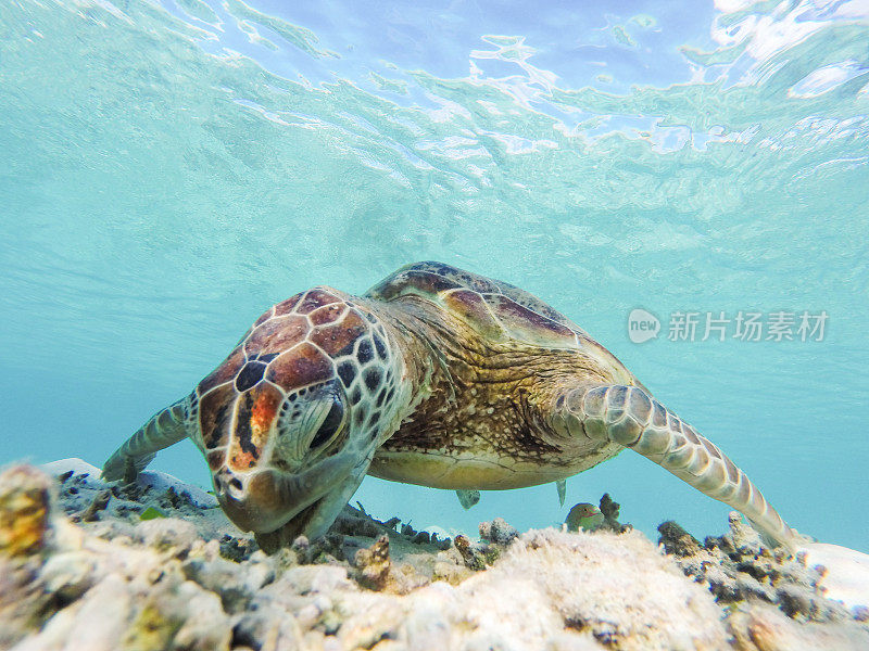 一只孤独的海龟在冲绳海岸外的水域吃早餐
