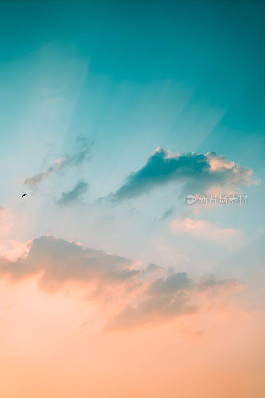 日落时，一只鸟在天空中翱翔，背景是白云