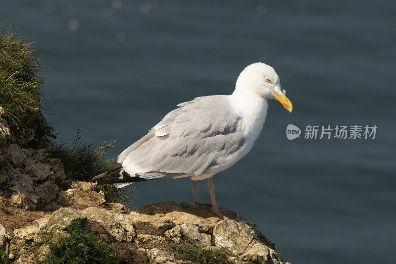 汉普顿悬崖上的银鸥