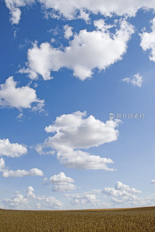 生动的麦田和夏日天空