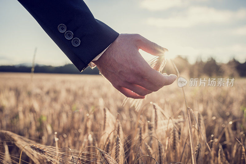 一个商人的手摸着一颗成熟的麦穗