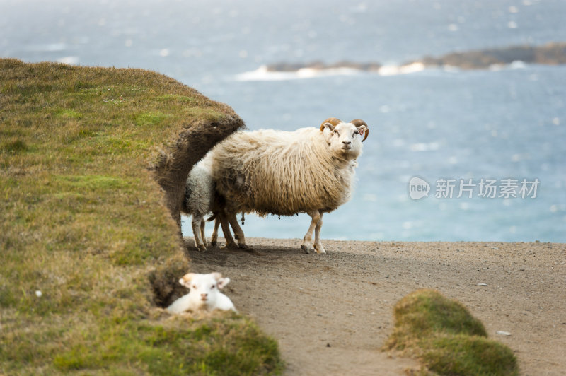 冰岛羊