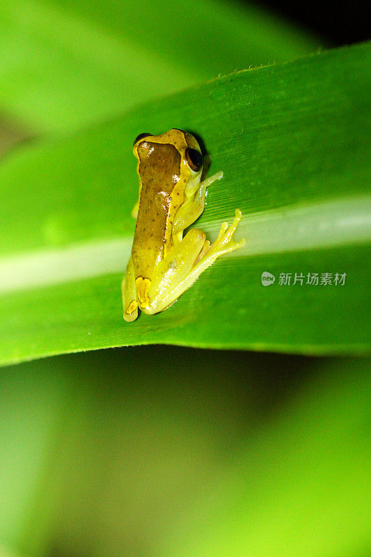 亚马逊河上游Treefrog