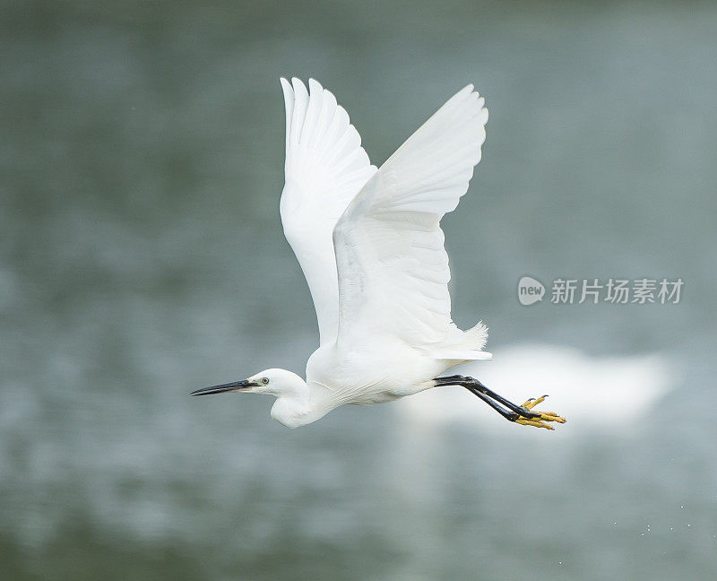 小白鹭