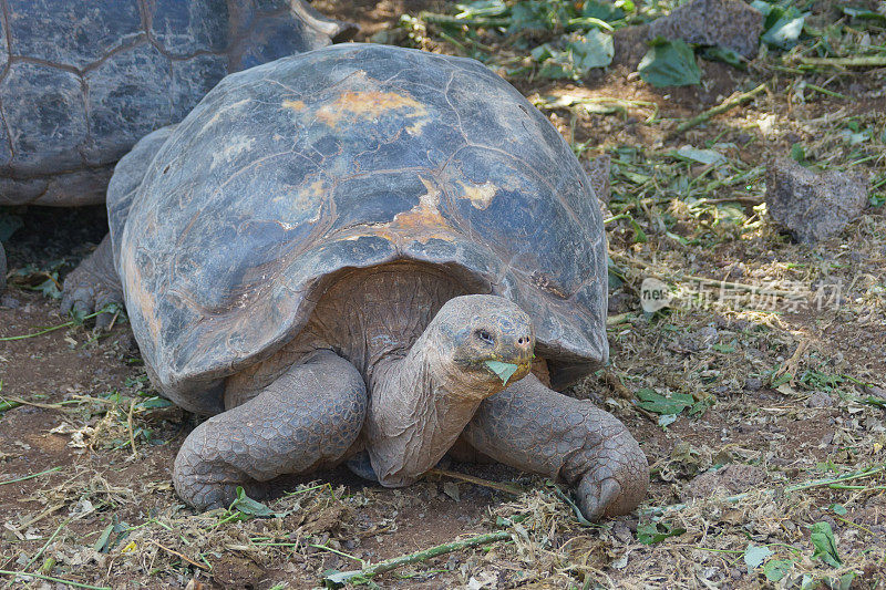 加拉帕戈斯tortoise