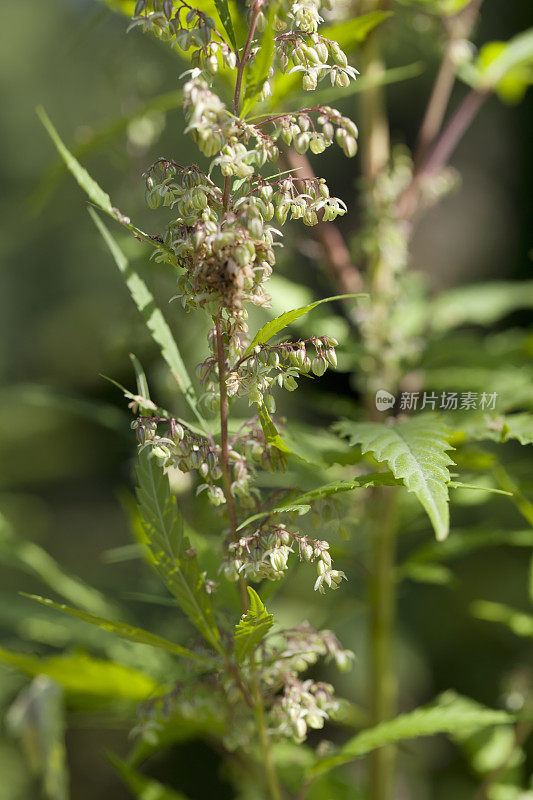 大麻(大麻sativa)雄花