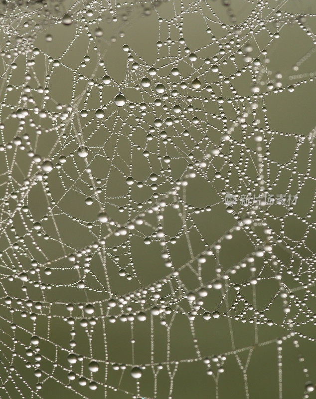 蜘蛛网上