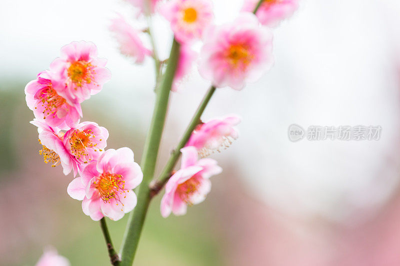 春天开花