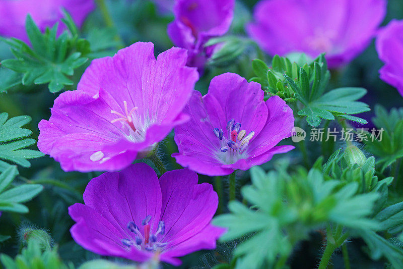 粉红色开花植物特写镜头