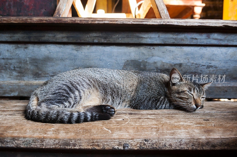 在台阶上打盹的猫