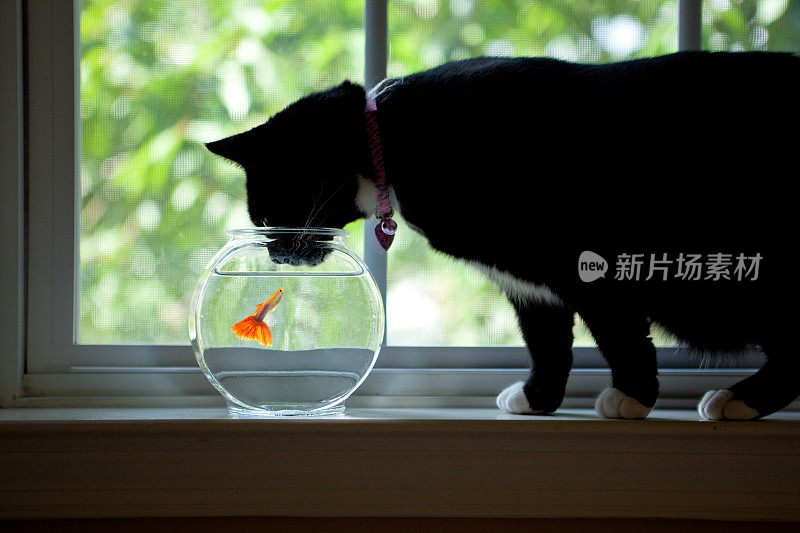 好奇的猫在看碗里的鱼