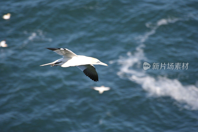 塘鹅飞过大海