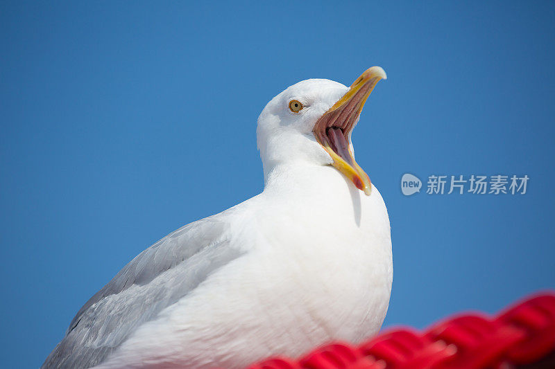 戴兜帽的沙滩椅上的海鸥