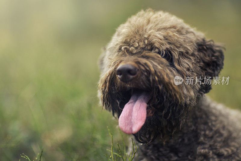 布朗Lagotto