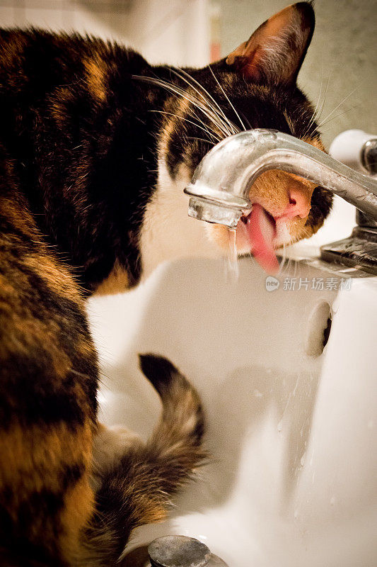 龟甲和白猫用老式水槽饮水