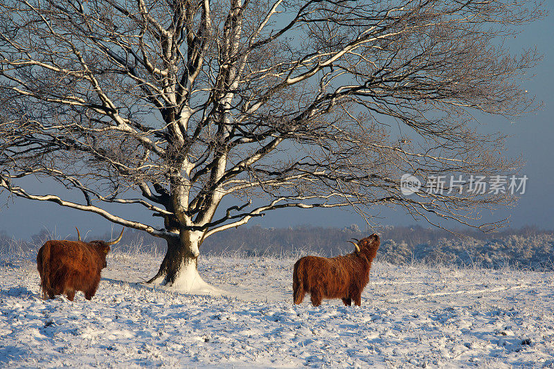 清晨的阳光洒在白雪覆盖的树上，高地的牛群