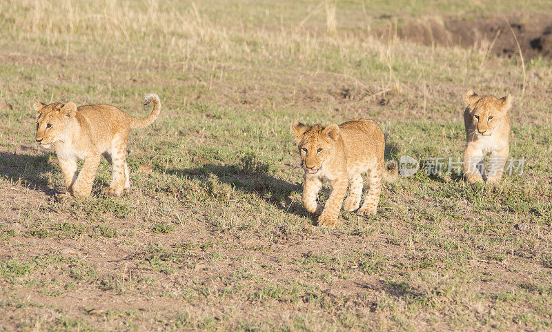 在肯尼亚安博塞利野生动物保护区的草原上行走的狮子幼崽