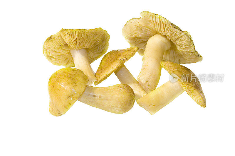 木耳蘑菇