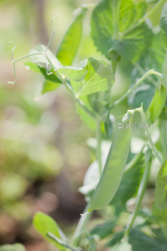 豌豆植物