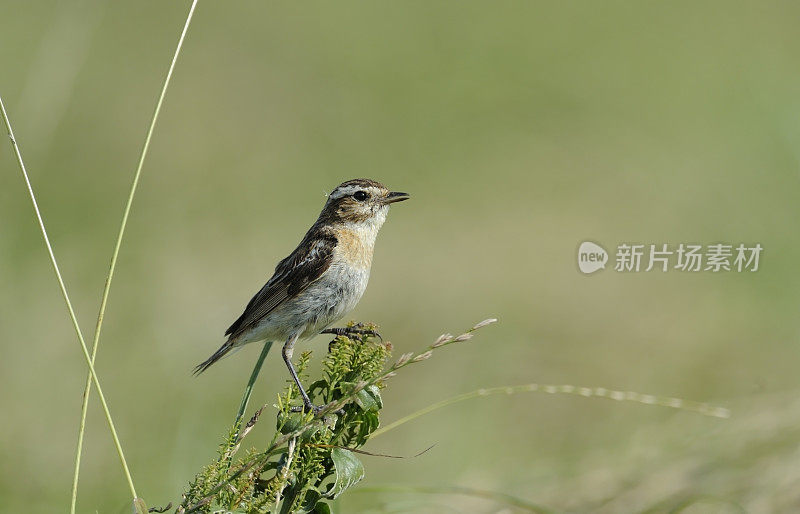 在乡下的Whinchat