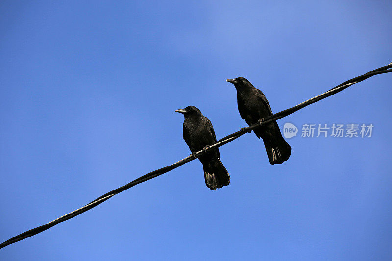晴空下，两只乌鸦在电线上高高地栖息