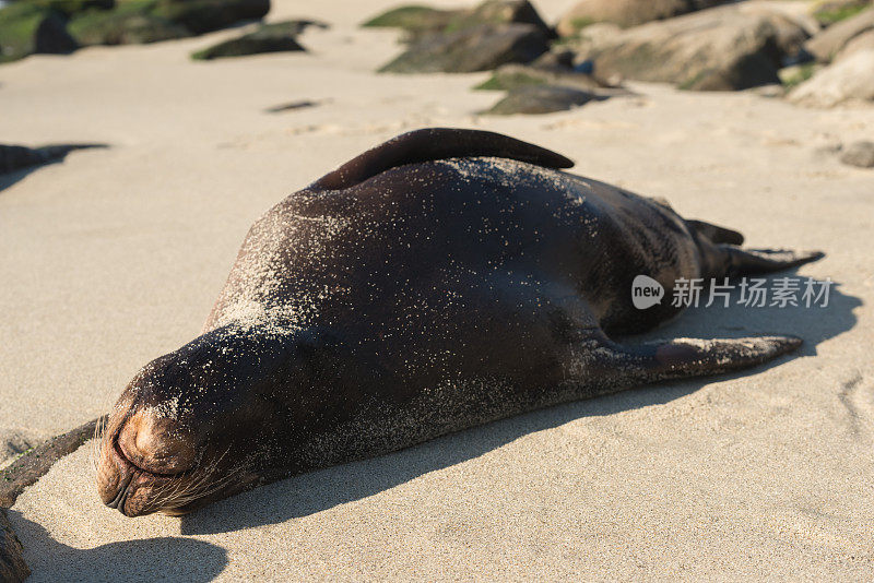 圣地亚哥海狮