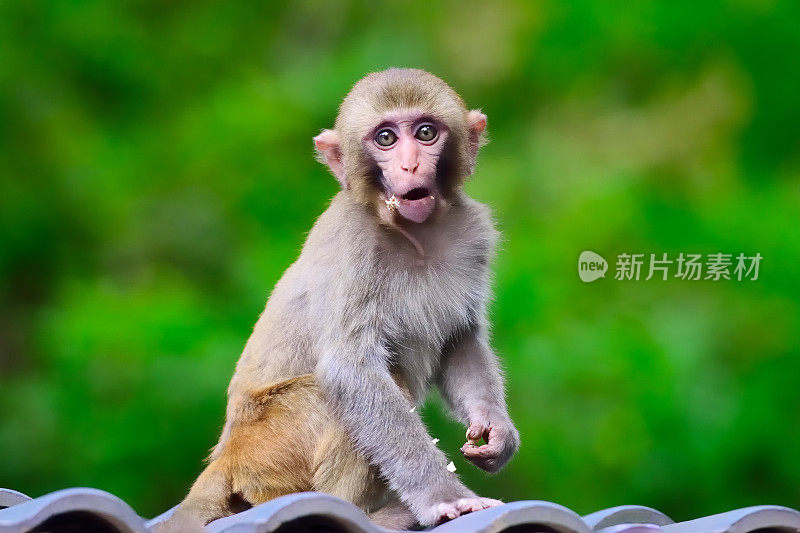 猴子的面部表情