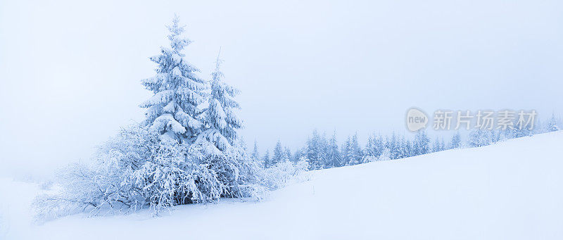 山上的冬树被新雪覆盖