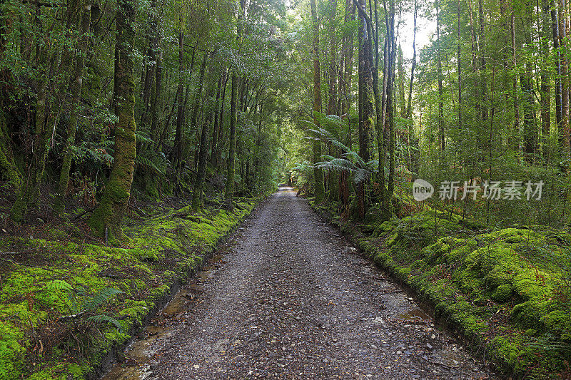 石质道路穿过潮湿的雨林